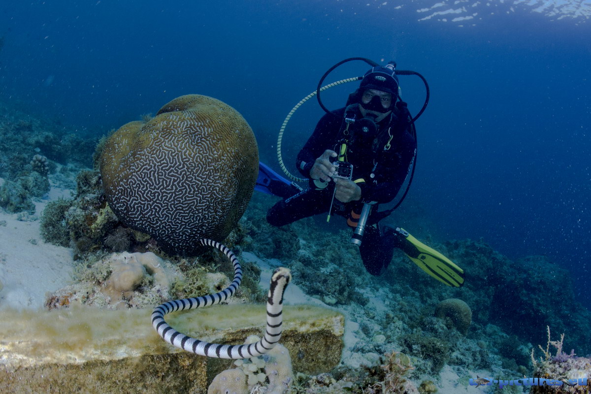 Tauchen in Cabilao Tauchen in Cabilao