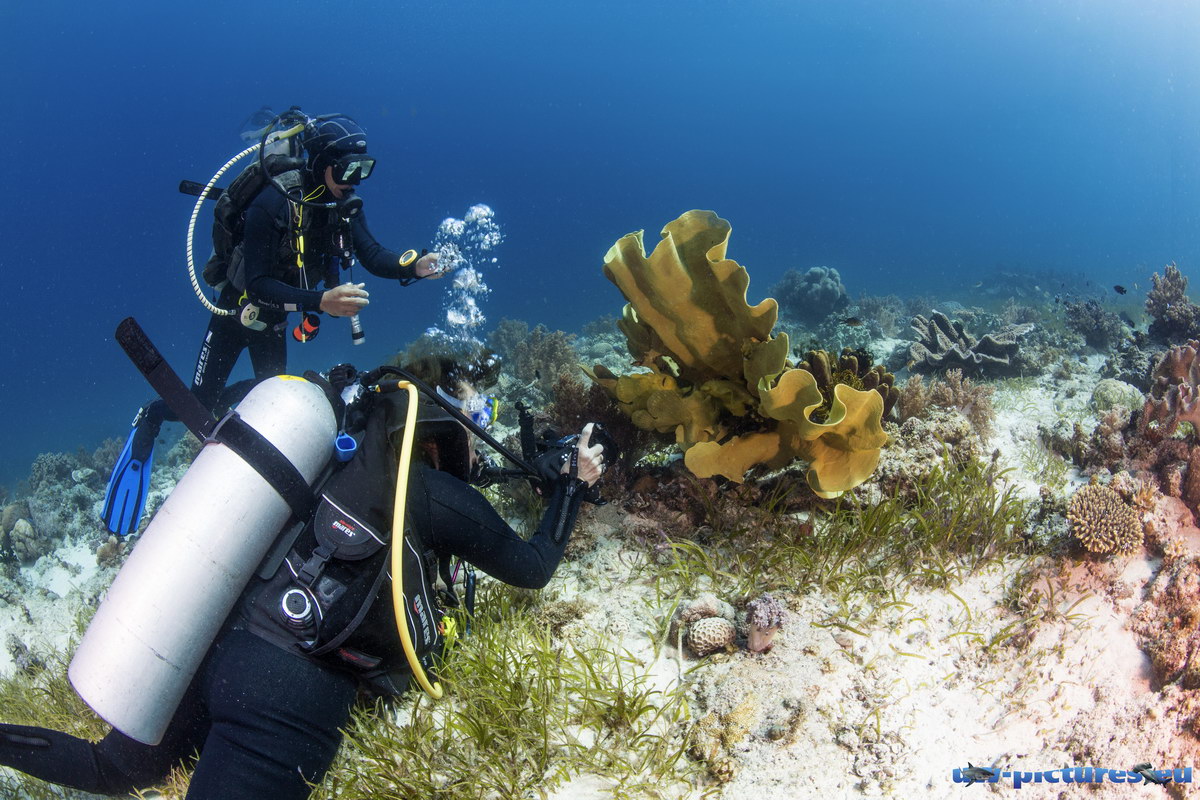 Tauchen in Cabilao Tauchen in Cabilao