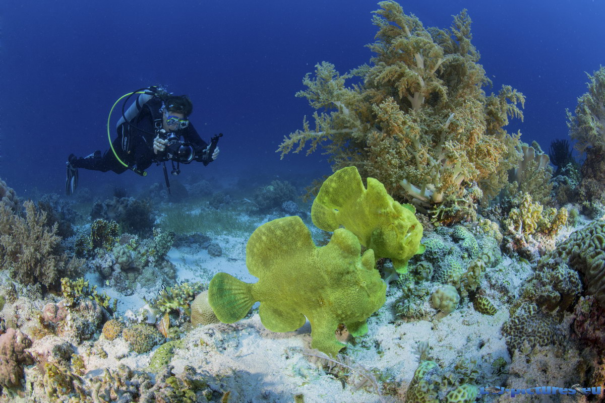 Tauchen in Cabilao Tauchen in Cabilao