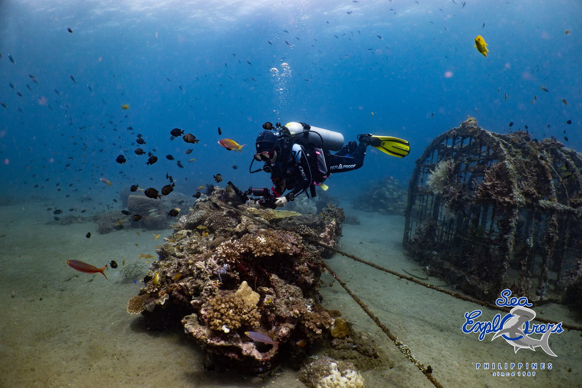 Tauchen in Dauin Tauchen in Dauin