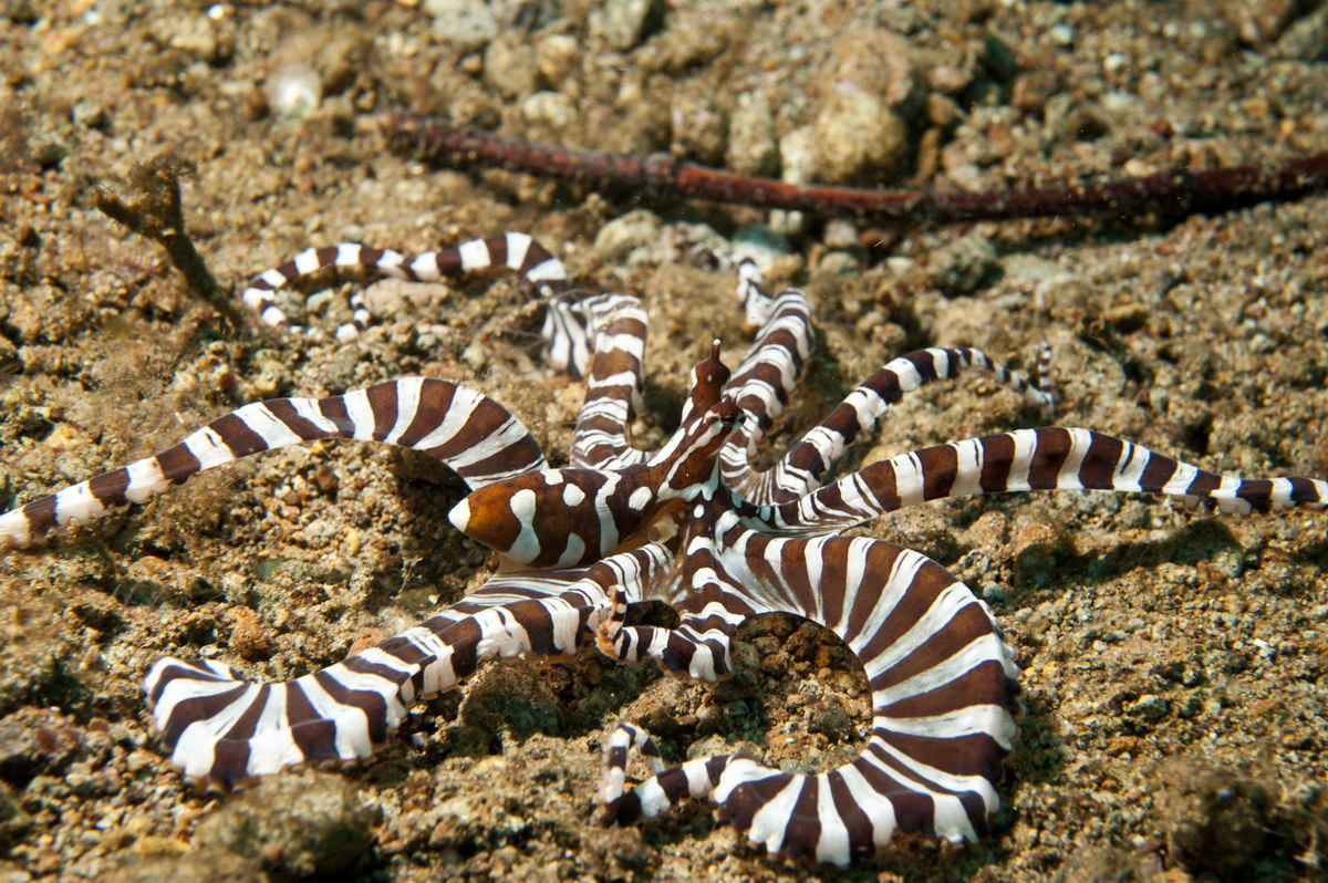 Tauchen in Dauin Tauchen in Dauin