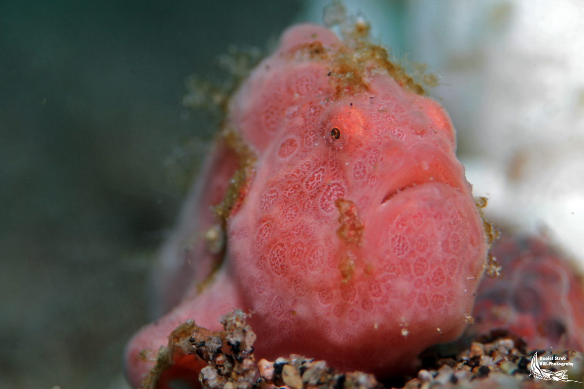 Tauchen in Dauin Tauchen in Dauin