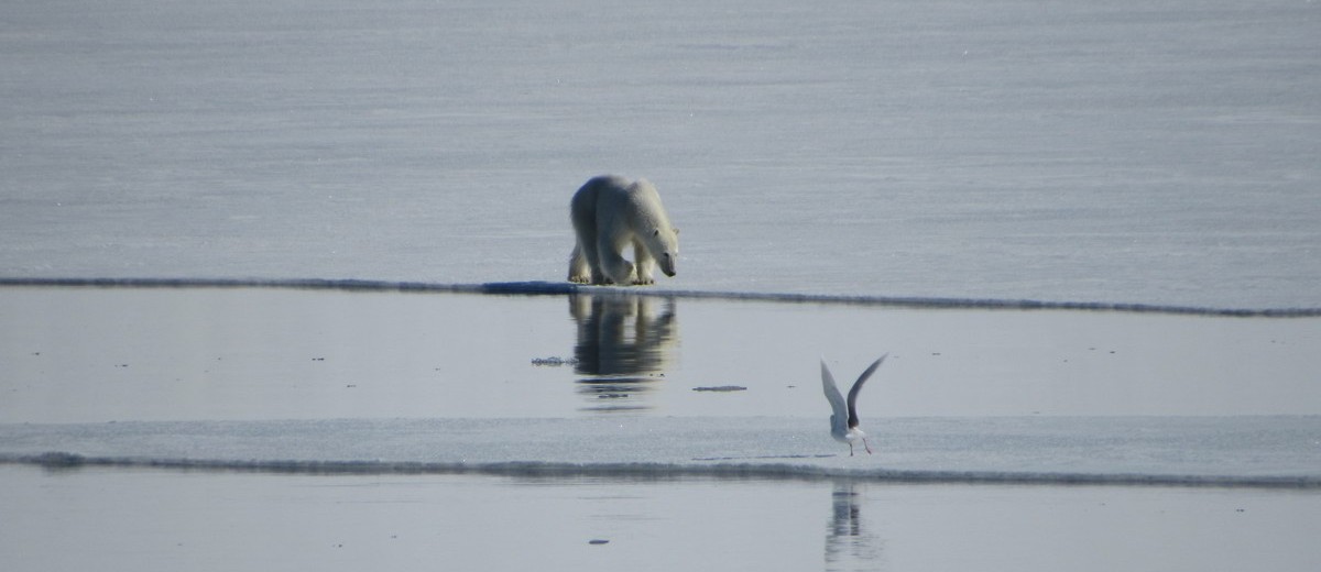 Eisbär, © Michael Greenberg Eisbär