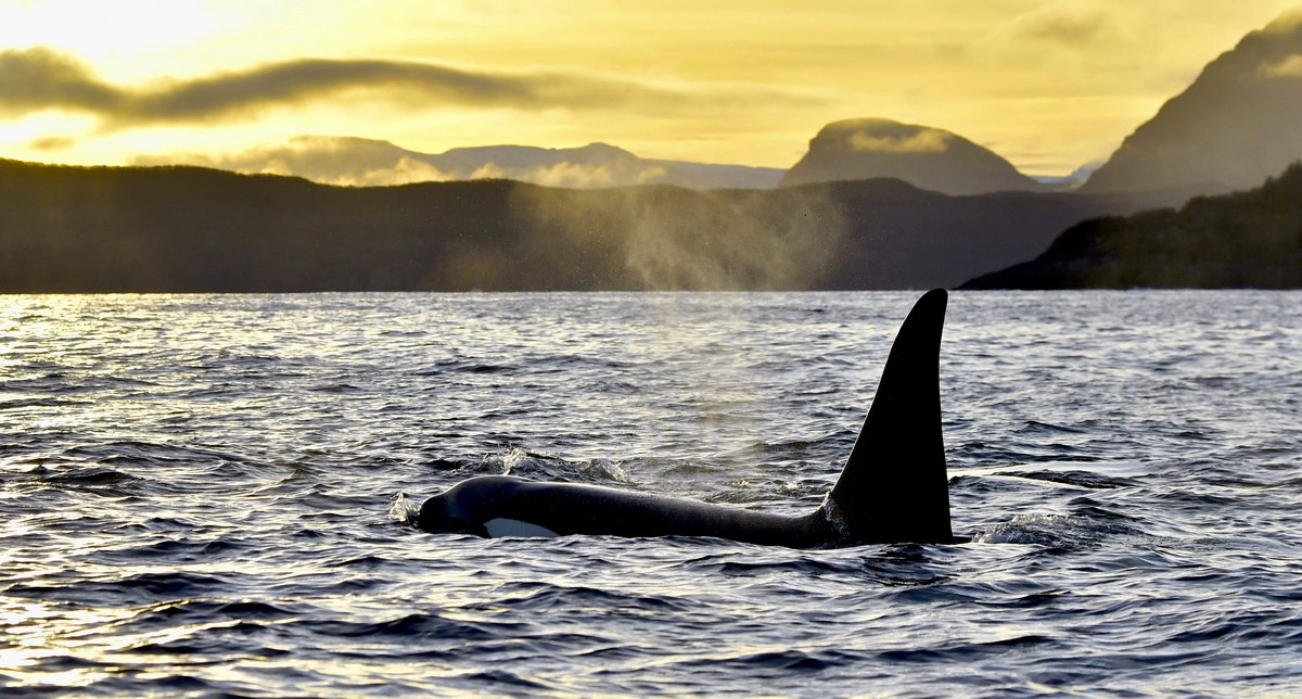 Orca Orca