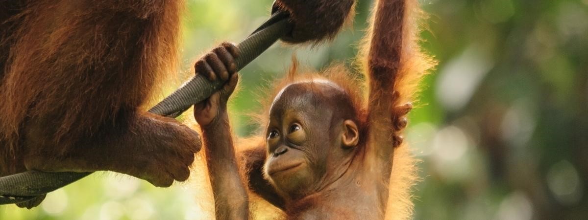 Orang-Utan-Baby Orang-Utan-Baby