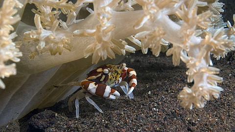 © Gangga Divers © Gangga Divers