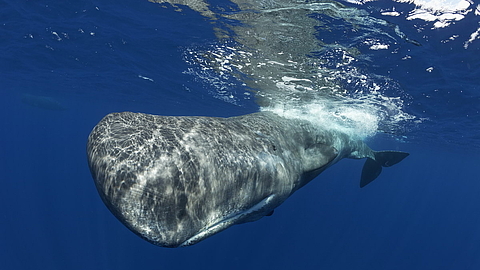 © Robert Wilpernig © Robert Wilpernig