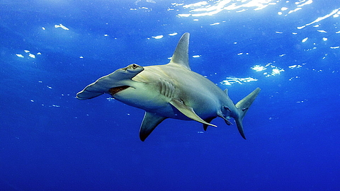 © Robert Wilpernig © Robert Wilpernig