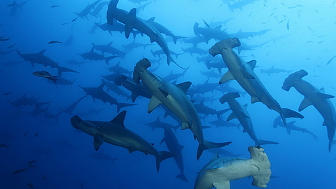 © Robert Wilpernig © Robert Wilpernig