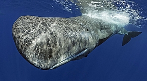 Die Pottwale von Dominica