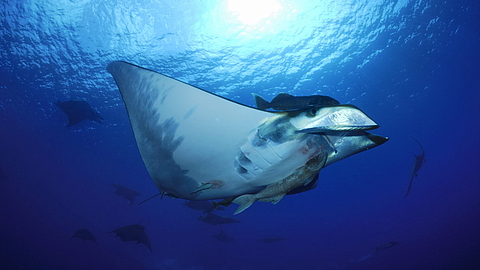 © Reinhold Mink Mobula Princess Alice © Reinhold Mink Mobula Princess Alice