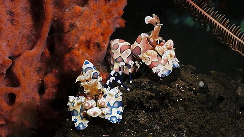 © Gangga Divers © Gangga Divers