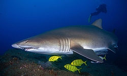 Sandtigerhai