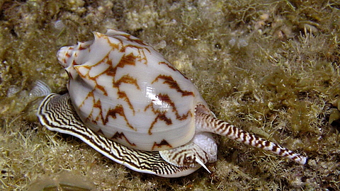 © Magic Island Dive Resort