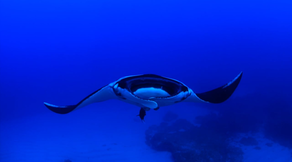 Tauchsafari Socorro & Grauwale San Ignacio