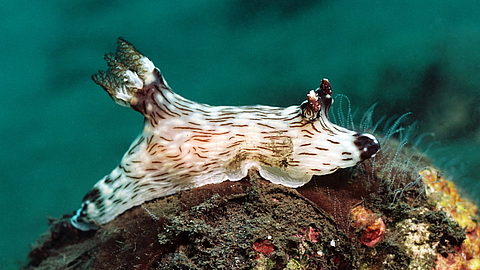 © Gangga Divers © Gangga Divers