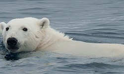 Eisbär, Spitzbergen