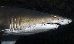 Sandtigerhai-Tauchen in Südafrika