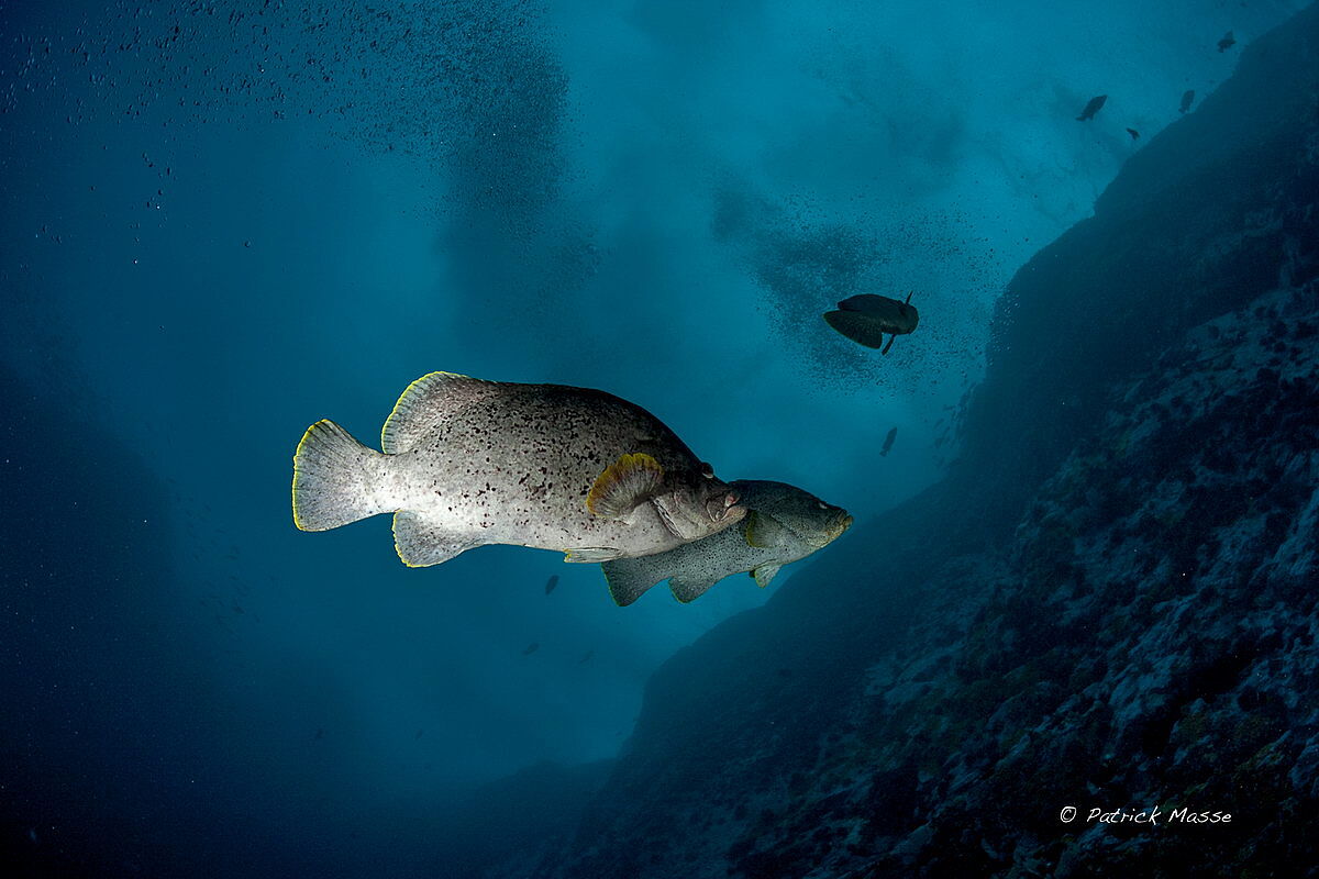 Tauchen in Malpelo Tauchen in Malpelo