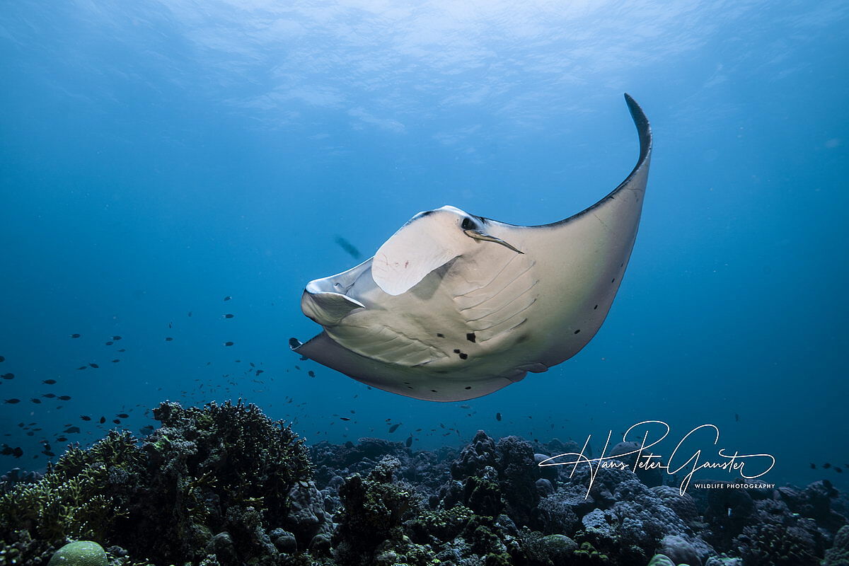 Manta Manta
