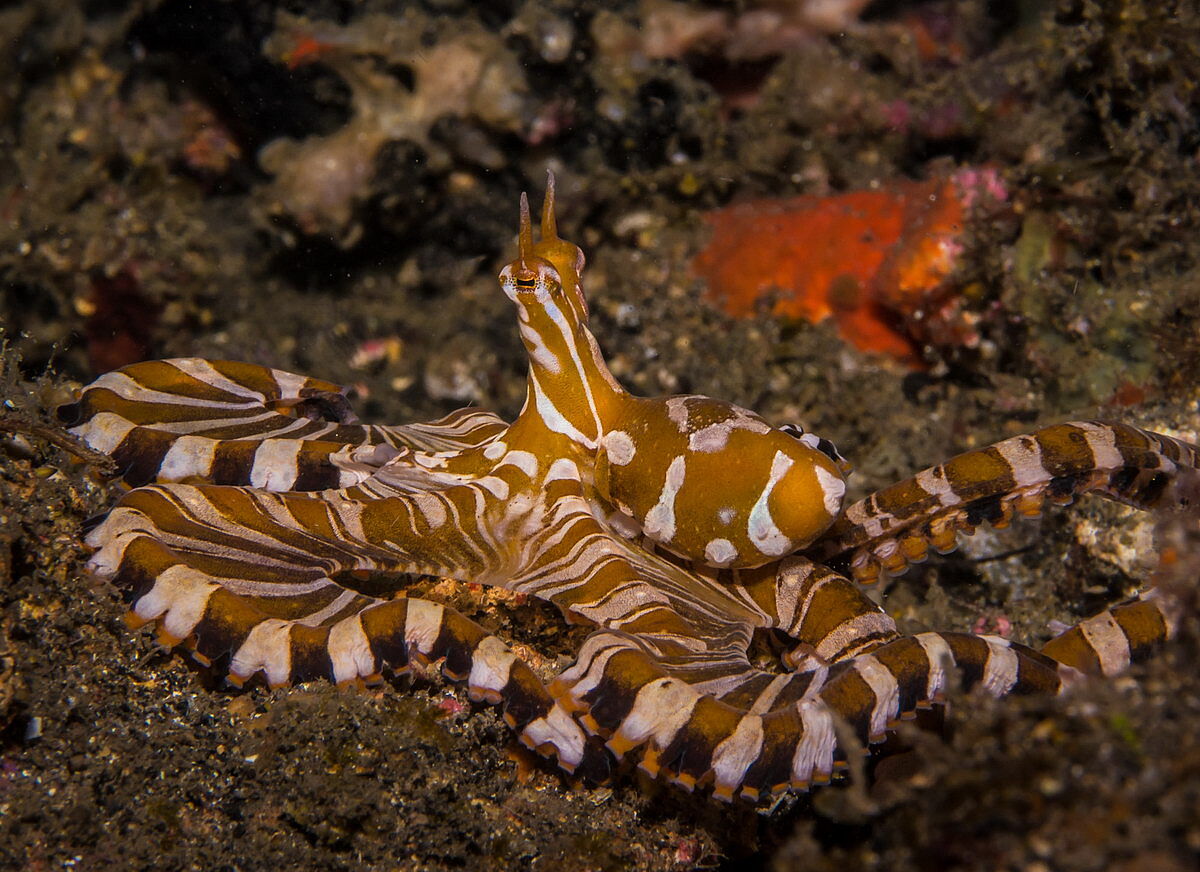 Tauchen in Lembeh