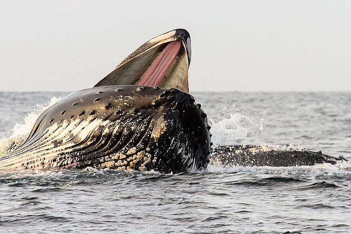 © K. Pettersen © K. Pettersen