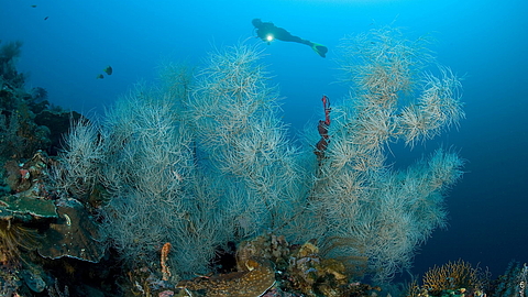 © Franco Banfi © Franco Banfi