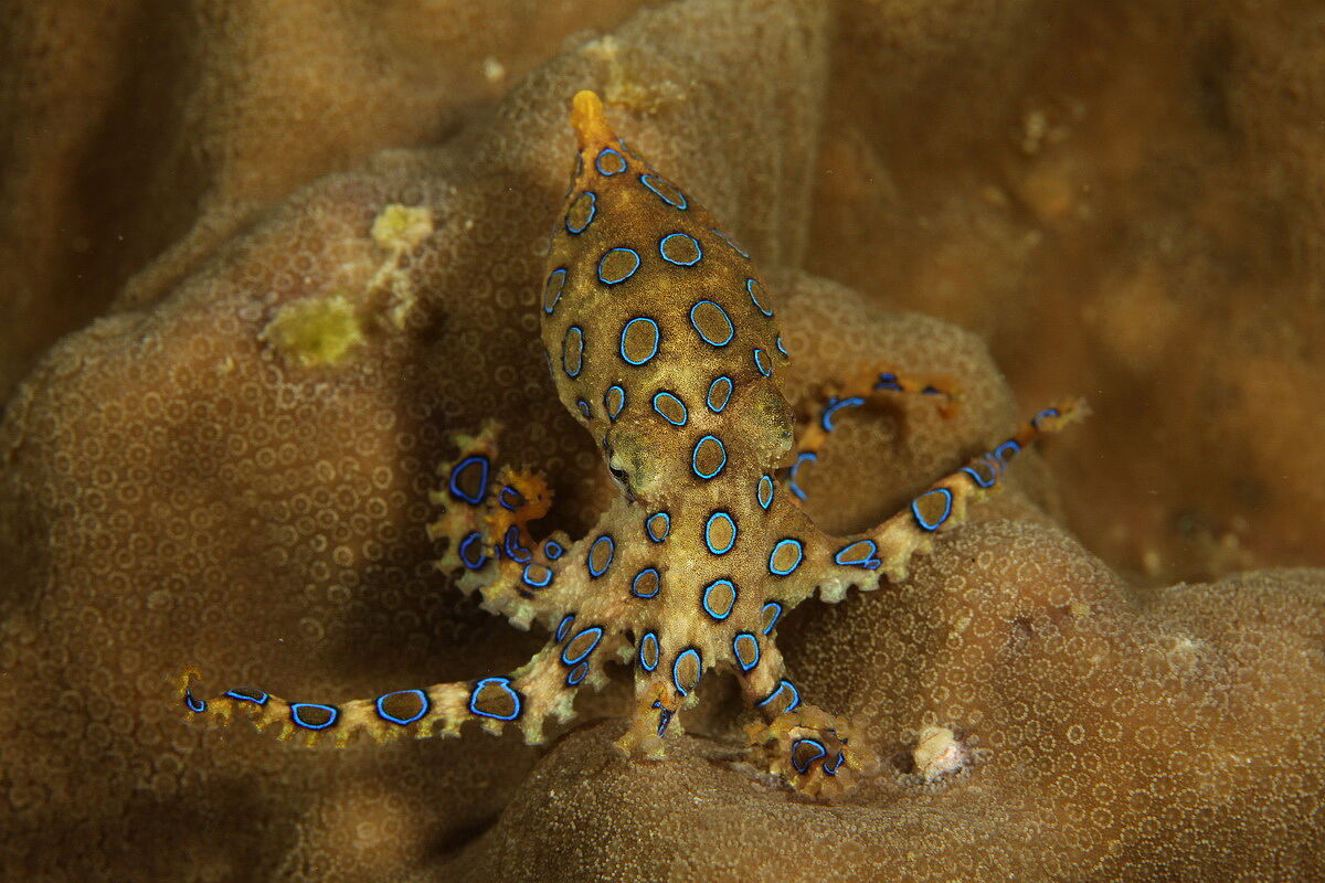 Blauring Oktopus Blauring Oktopus