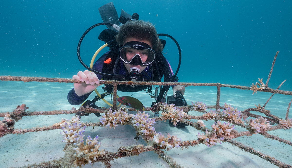 Ocean Gardener Ocean Gardener