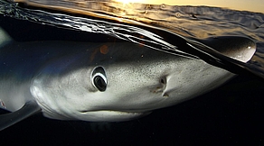 Azoren - Best of Pico Azoren - Best of Pico