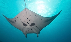 Manta, Yap