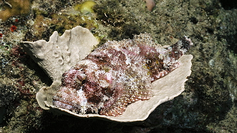 © Gangga Divers © Gangga Divers