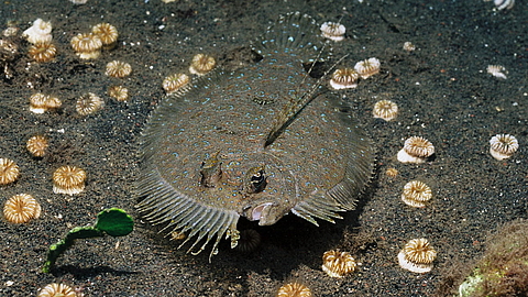 © Gangga Divers © Gangga Divers