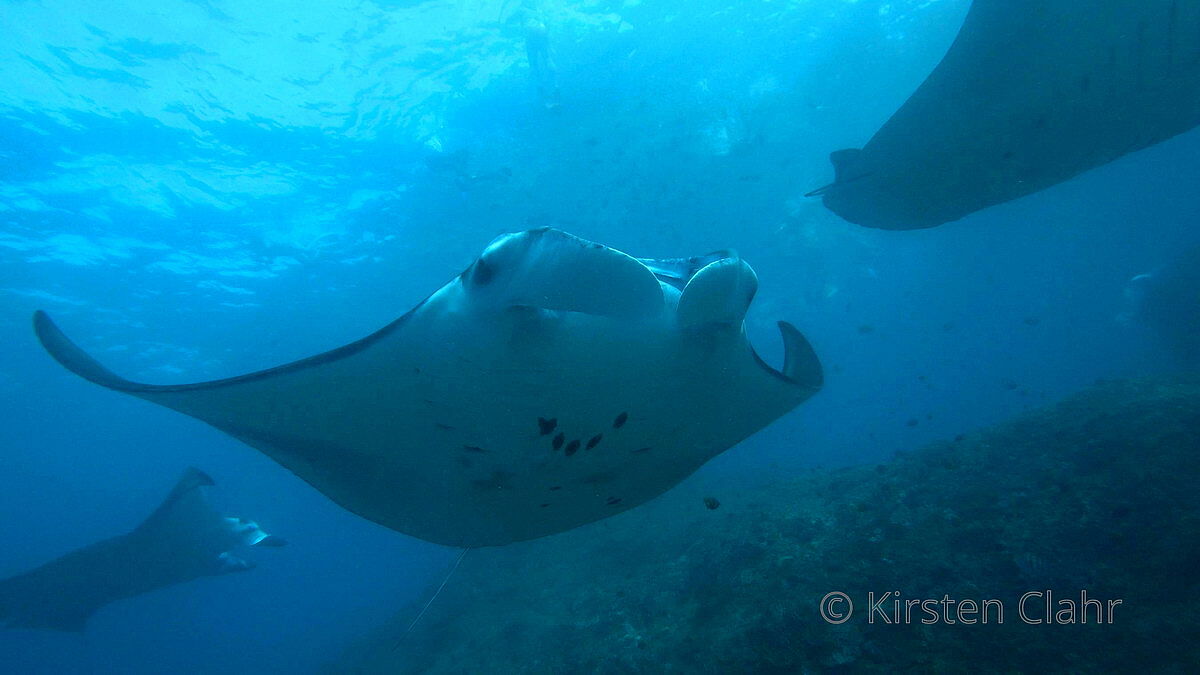 Mantas Mantas