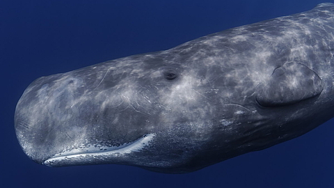 © Robert Wilpernig © Robert Wilpernig