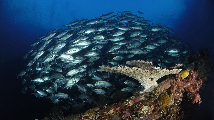 © Gangga Divers © Gangga Divers