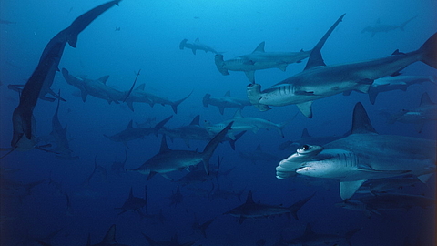 © Underseahunter Fleet