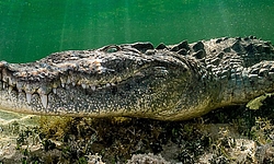 Krokodil Yucatan