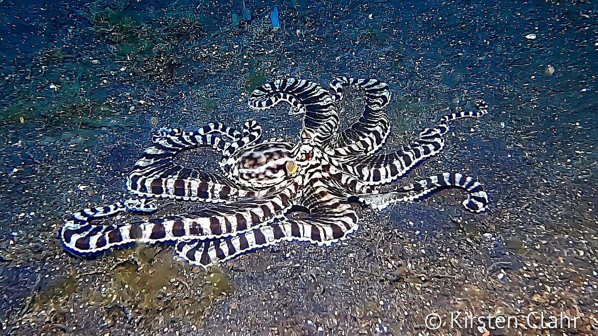 Mimik Oktopus Mimik Oktopus