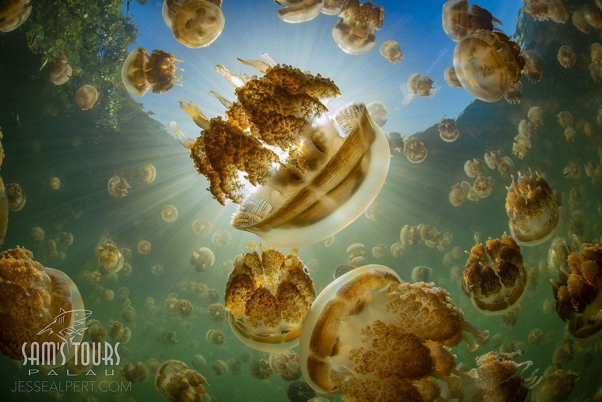 Jellyfish Lake, © Sam's Tours/Jesse Alpert Jellyfish Lake