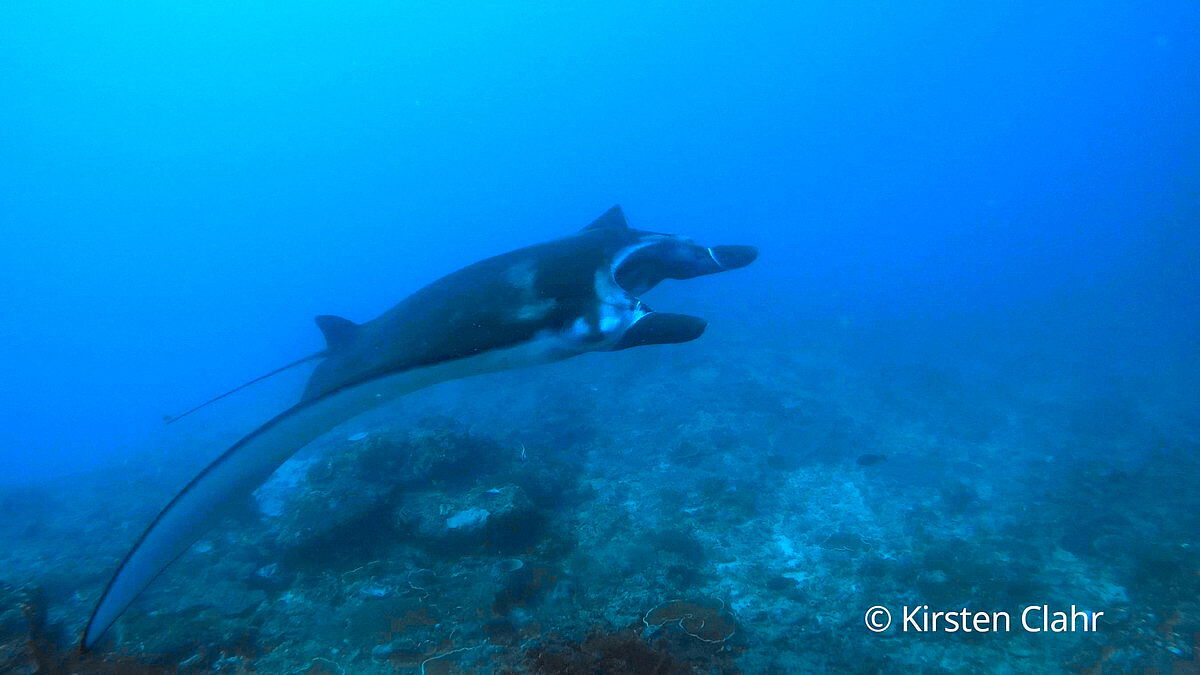 Manta Manta