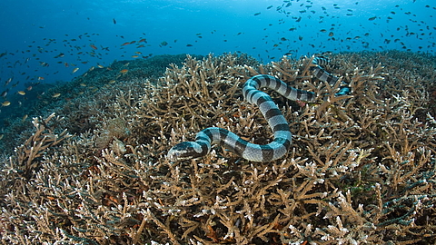 © Gangga Divers © Gangga Divers