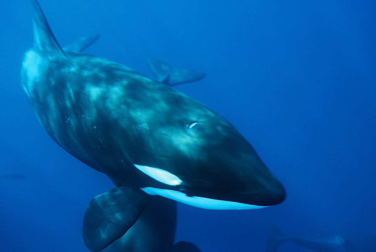 Orca