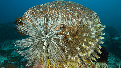 © Franco Banfi © Franco Banfi