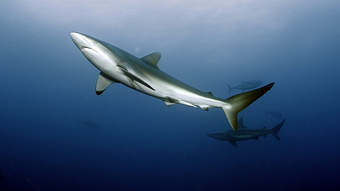 © Underseahunter Fleet