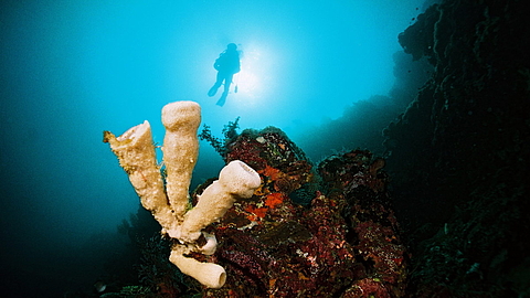 © Gangga Divers © Gangga Divers