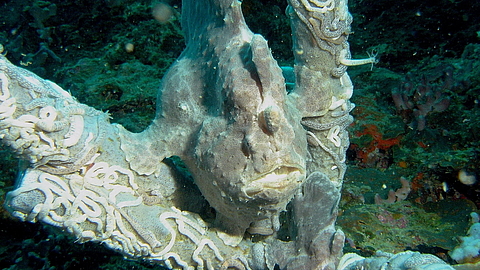 © Magic Island Dive Resort