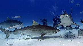 Tauchsafari Tiger Beach & Bimini, Bahamas Tauchsafari Tiger Beach & Bimini, Bahamas