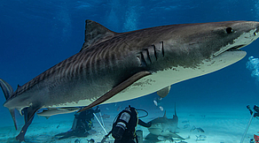 Tauchsafari Tiger Beach & Bimini, Bahamas