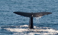 Walbeaobachtung mit Dive Dominica
